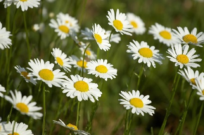 daisy