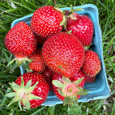 Strawberry - Pre-Order